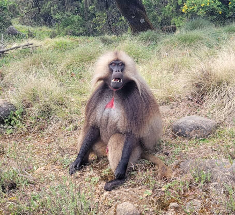 Gelada Baboon Display